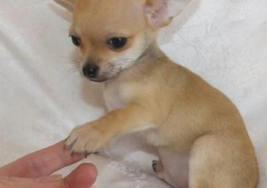 Regalo CHIHUAHUA CACHORROS