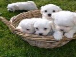 REGALO PRECIOSA +34632937169 BICHON MALTES MINIATURA DE PURA