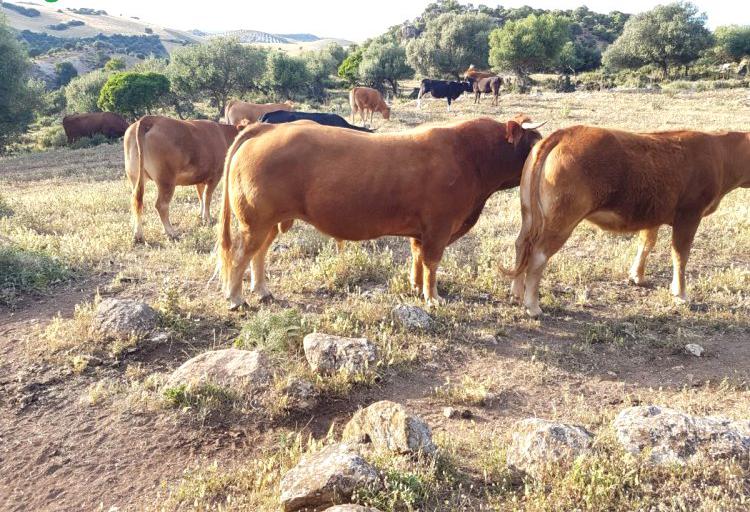 Venta de 14 vacas limusinas y becerros en sevilla Venta de 14 vacas limusinas y becerros en sevilla