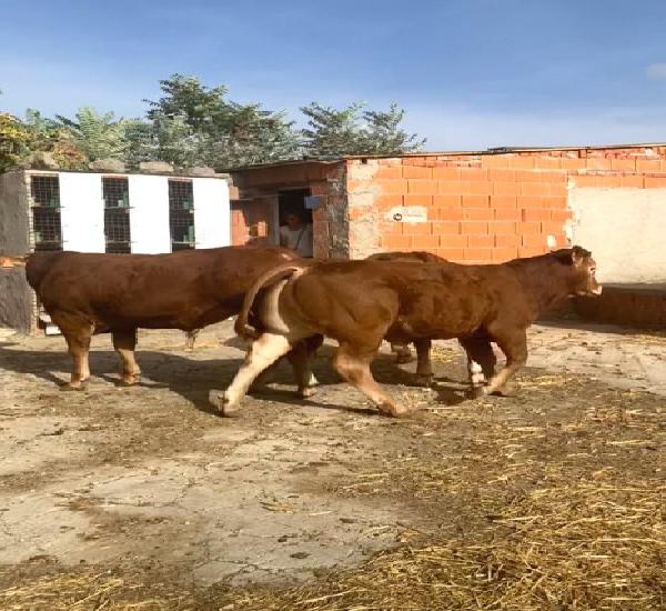 Venta de limusin novillos en ávila Venta de limusin novillos en ávila