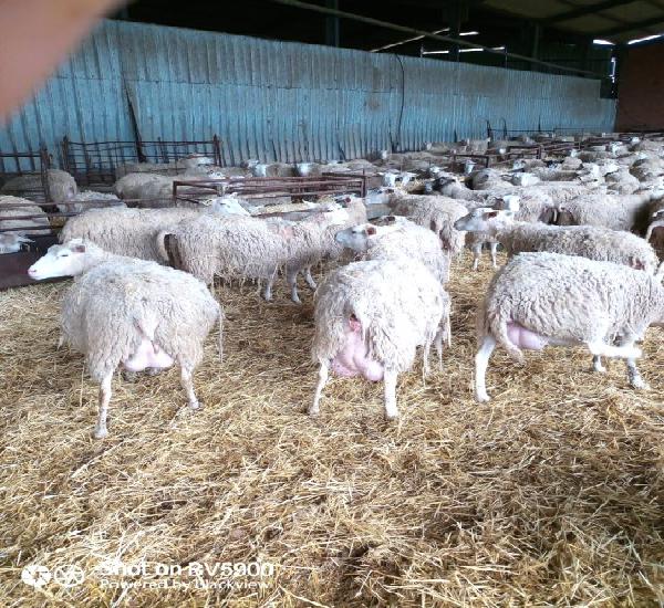 Venta de 600 ovejas inra 401 en valladolid Venta de 600 ovejas inra 401 en valladolid