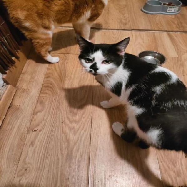 Forky - gato en adopción Forky - gato en adopción