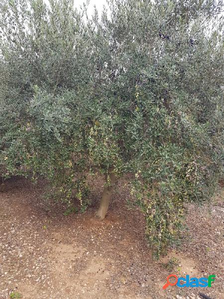 Finca cerca de la rapita ideal para construir casa de 20 m2 Finca cerca de la rapita ideal para construir casa de 20 m2