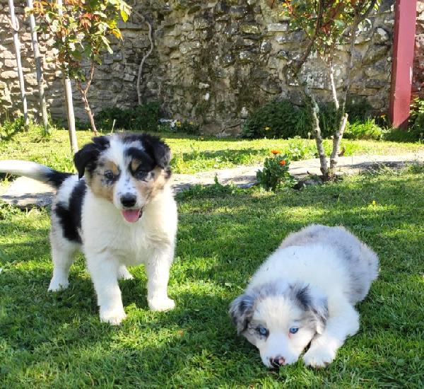 Venta de 4 border collie en pontevedra Venta de 4 border collie en pontevedra