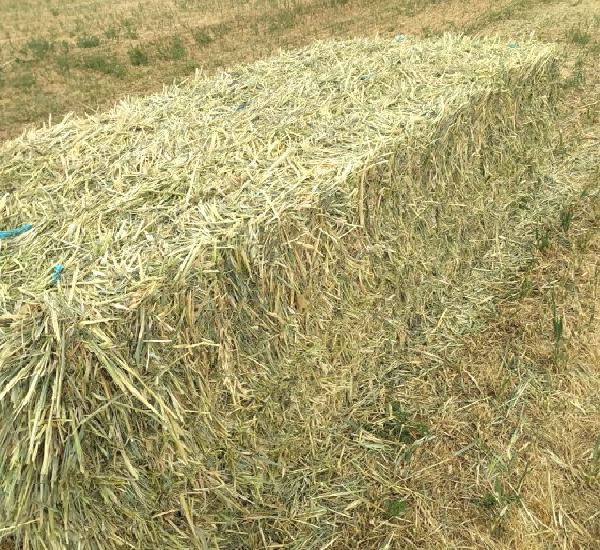 Venta de avena en forraje en zamora Venta de avena en forraje en zamora