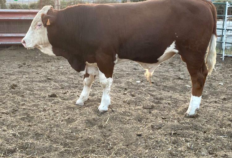 Venta de ganado simmental fleckvieh en madrid Venta de ganado simmental fleckvieh en madrid