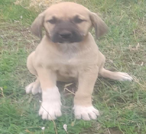 Venta de cachorra de kangal en ciudad real Venta de cachorra de kangal en ciudad real