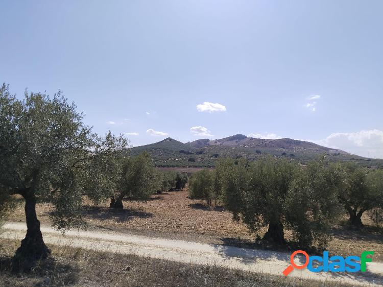 /xc2/xa1SE VENDE FINCA R/xc3/x9aSTICA EN ANTEQUERA! 3