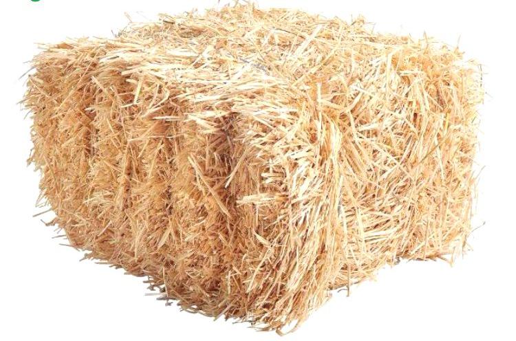 Venta de forraje de avena y trigo ecológica con Venta de forraje de avena y trigo ecológica con