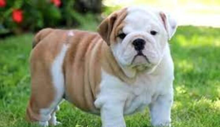 Regalo cachorros bulldog inglés (whatsap+34 670 47 42 67)et Regalo cachorros bulldog inglés (whatsap+34 670 47 42 67)et