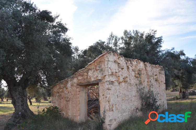 Finca r\xc3\xbastica con maset a rehabilitar y olivos