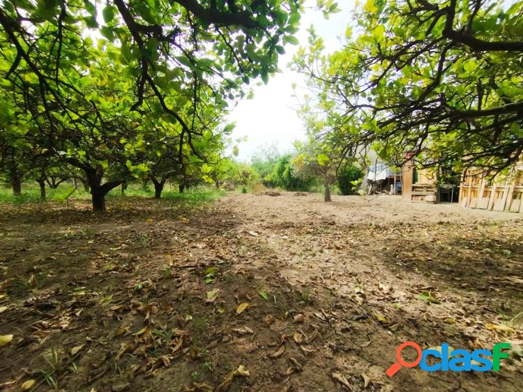 ++En el coraz/xc3/xb3n de la huerta de Aljucer,++ 4