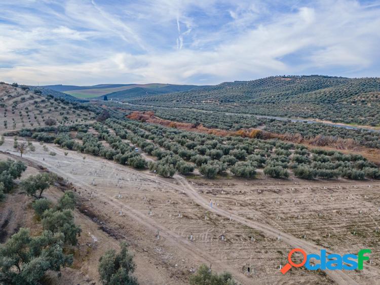 FINCA DE OLIVOS Y ALMENDROS EN VEGAS DEL GENIL
