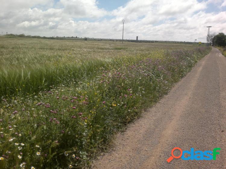 FINCA RUSTICA DE 80 h VI/xc3/x91A EMPARRADA 3