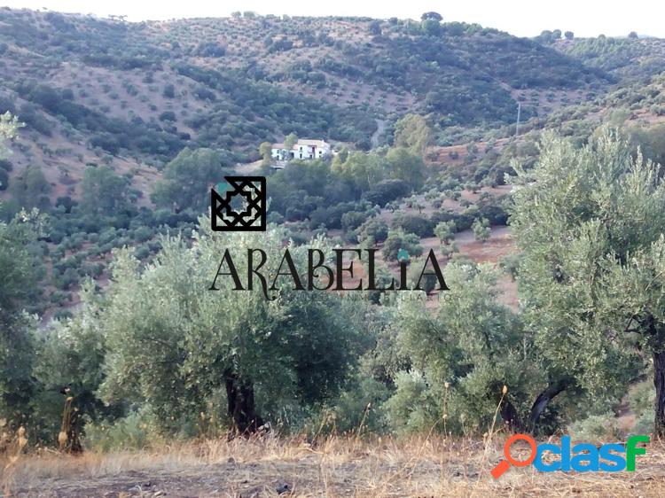 Finca r/xc3/xbastica cerca de Montoro 1