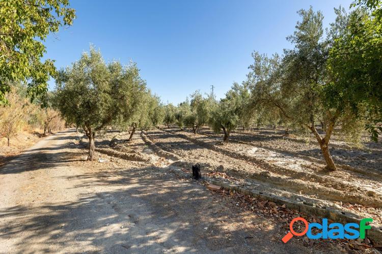 Magn/xc3/xadfica parcela con olivos en producci/xc3/xb3n 1