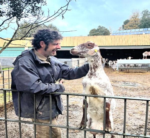 Venta de 100 cabras pintadas en barcelona