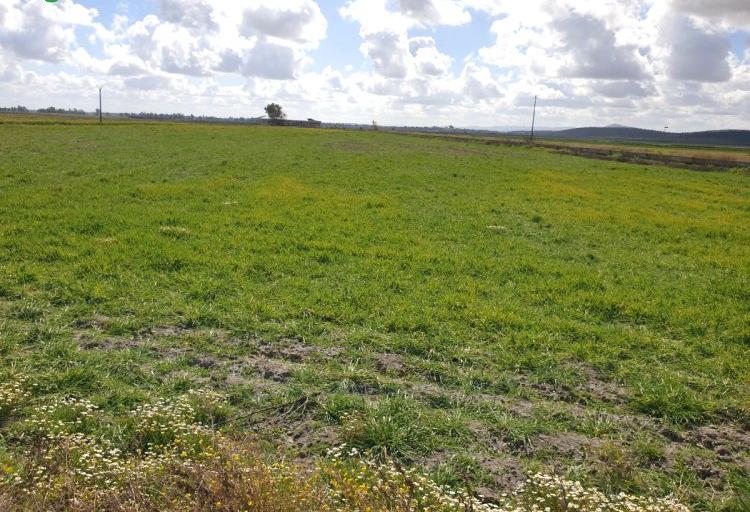 Venta de finca de regadío en badajoz Venta de finca de regadío en badajoz