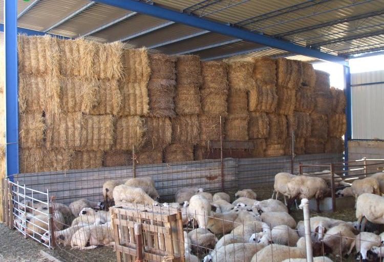 Venta de forraje de avena y trigo en zamora