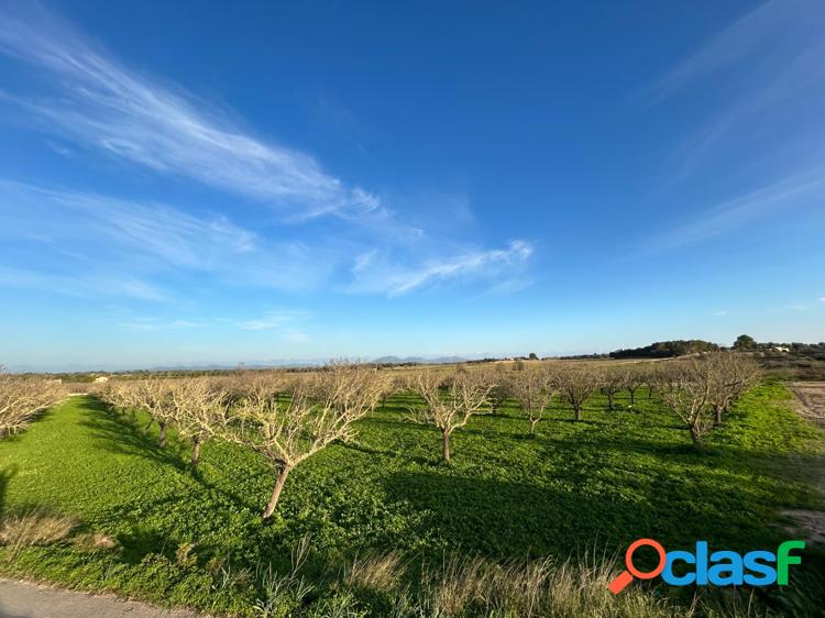 Finca r/xc3/xbastica en venta en Porreres 4