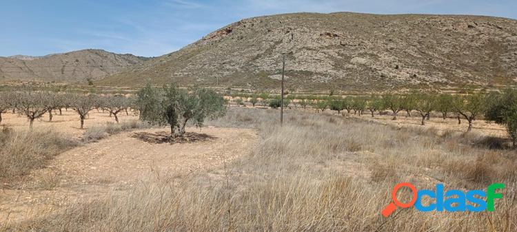 Parcela en barbarroja