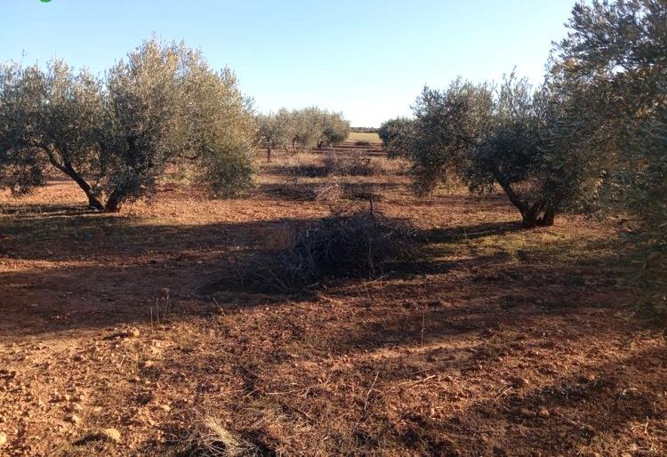Venta de finca de olivar en ciudad real Venta de finca de olivar en ciudad real