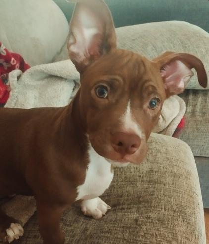 Adopcion american staffordshire Adopcion american staffordshire