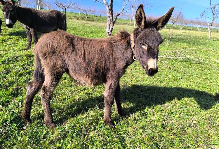 Venta de burro en asturias Venta de burro en asturias