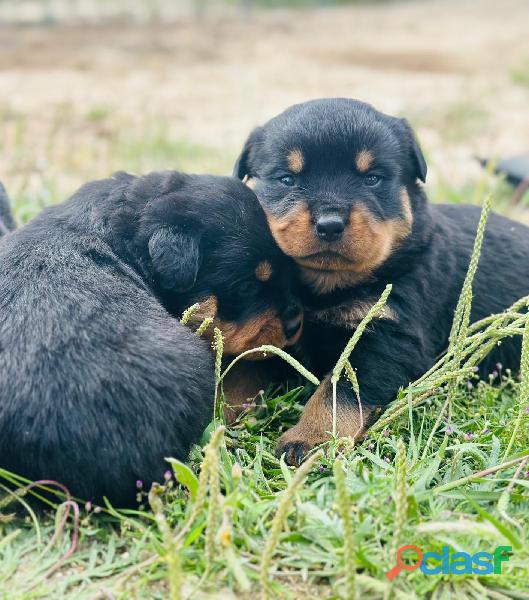 CAMADA PREMIUM DE ROTTWEILER 3